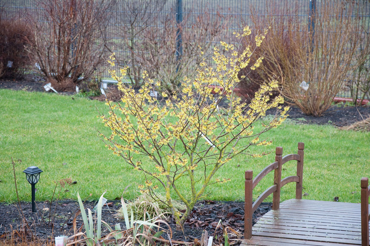 Zaubernuss Arnold Promise 28.02.2026