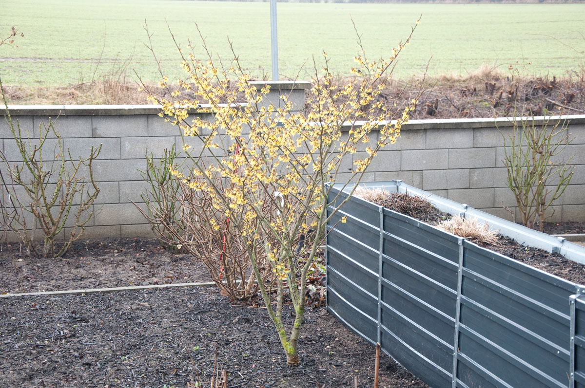 Zaubernuss Westerstede 28.02.2026